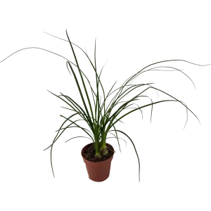 Santreyd Нолина рекурвата — бутылочное дерево для интерьера 82578949