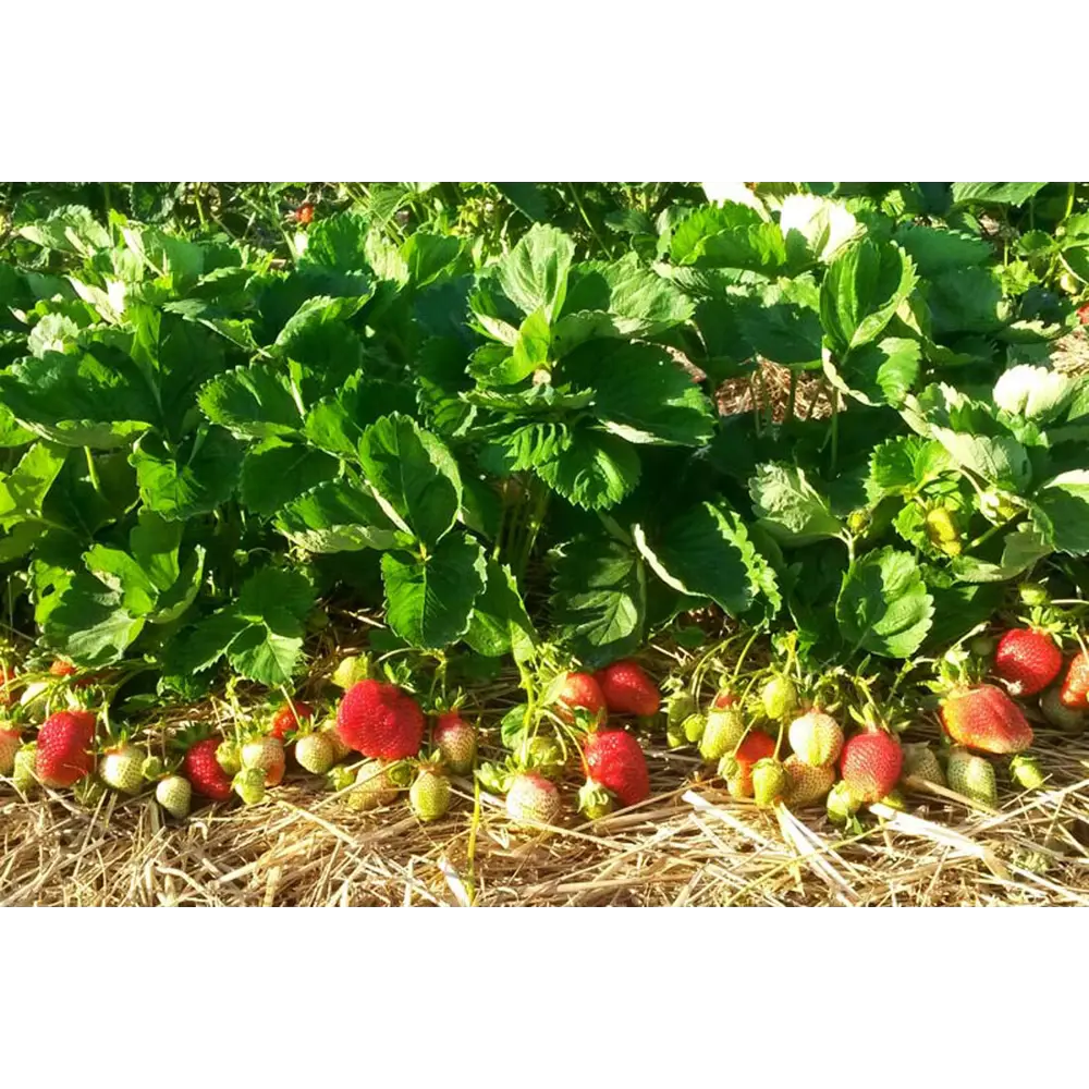 Земляника садовая Азия ø9 h20 см 87691192 STLM-2205226 PLANTMARKET 