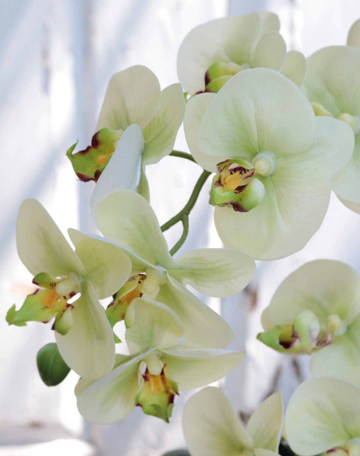 2772 788 a3 Пластиковая орхидея Phalaenopsis, 2-х кратная, горшечная, 45 см, real touch, бежево-зеленая H-andreas  - Вид №3