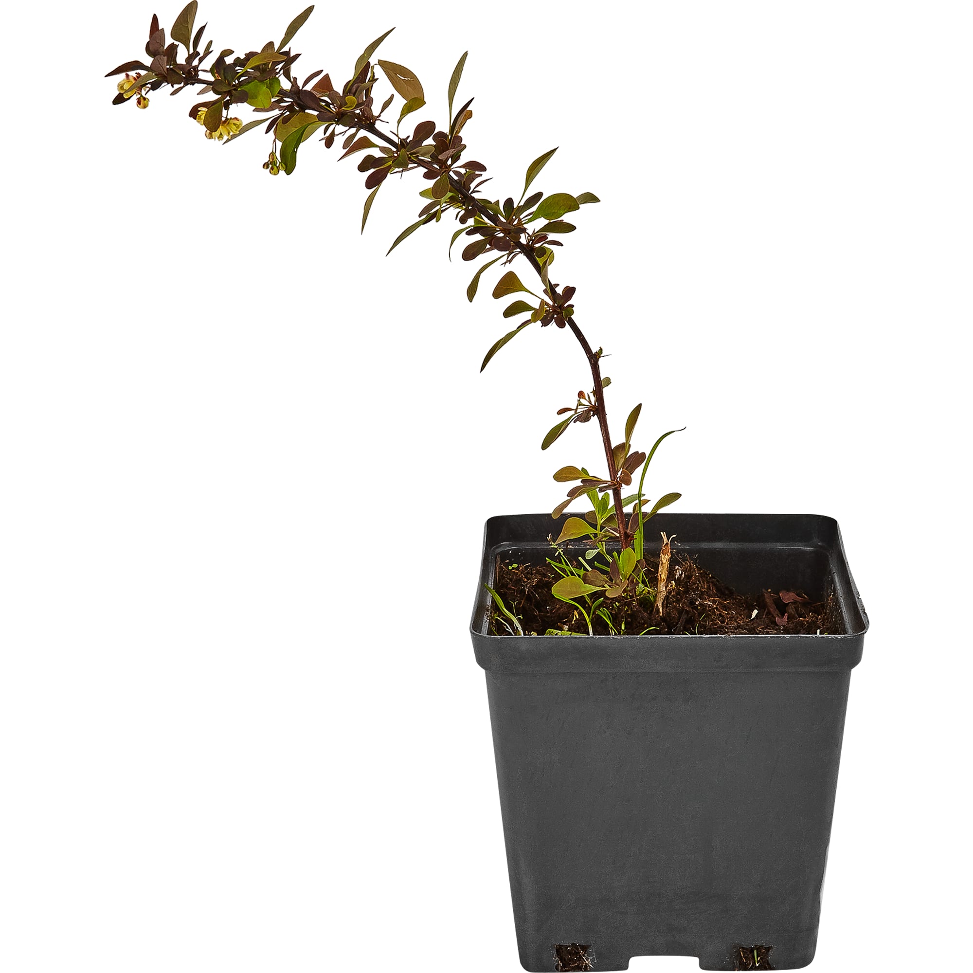 82595233 Барбарис Тунберга «Харлекин» 15x40 см Santreyd  - Вид №2