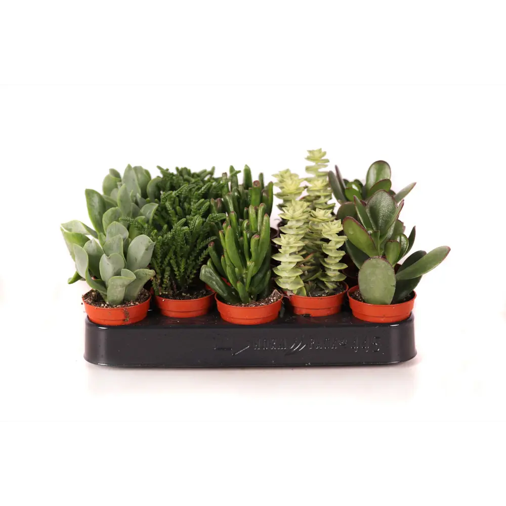 Santreyd Крассула микс - живая композиция суккулентов 89390764 STLM-1414906