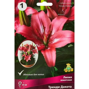 Лилия азиатская Тренди Дакота,1 шт