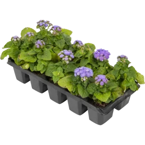 Агератум микс, 10 шт. 82560432 STLM-2061516