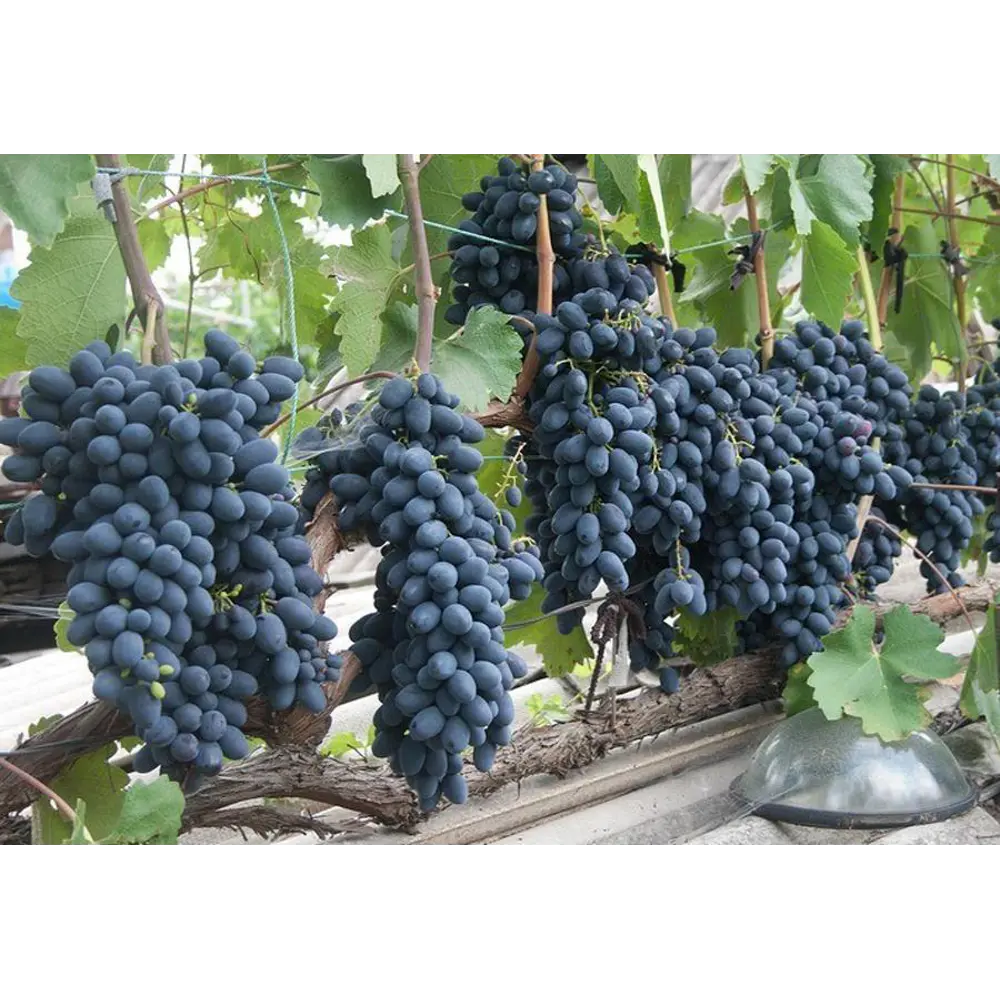 Виноград плодовый Надежда ø21 h40 см 87691186 STLM-2099854 PLANTMARKET 