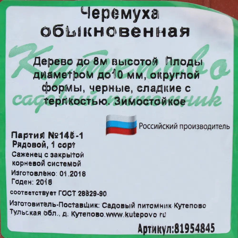 Черёмуха С2 h40 81954845 STLM-2151275 Santreyd  - Вид №2