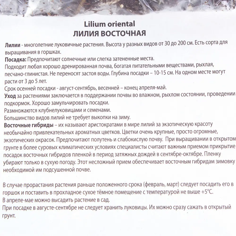 Лилия восточная Алма-Ата 14/16, 1 шт 81945445 STLM-2010391 Santreyd  - Вид №2