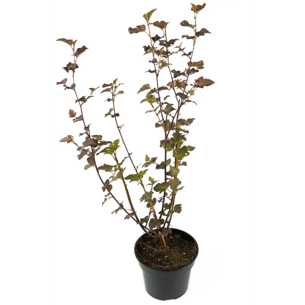 Пузыреплодник Diablo от Santreyd - декоративный кустарник с бордовой листвой 84841633 STLM-1422975