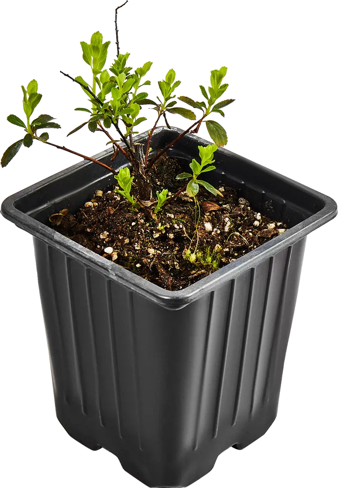 Santreyd Спирея ниппонская Сноумаунд - пышный цветущий кустарник 89364979