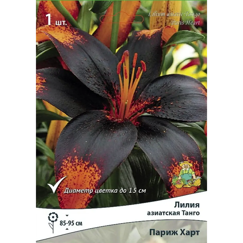 Лилия азиатская «Танго Париж Харт» размер луковицы 14/16 82662522 STLM-2069537 Santreyd 