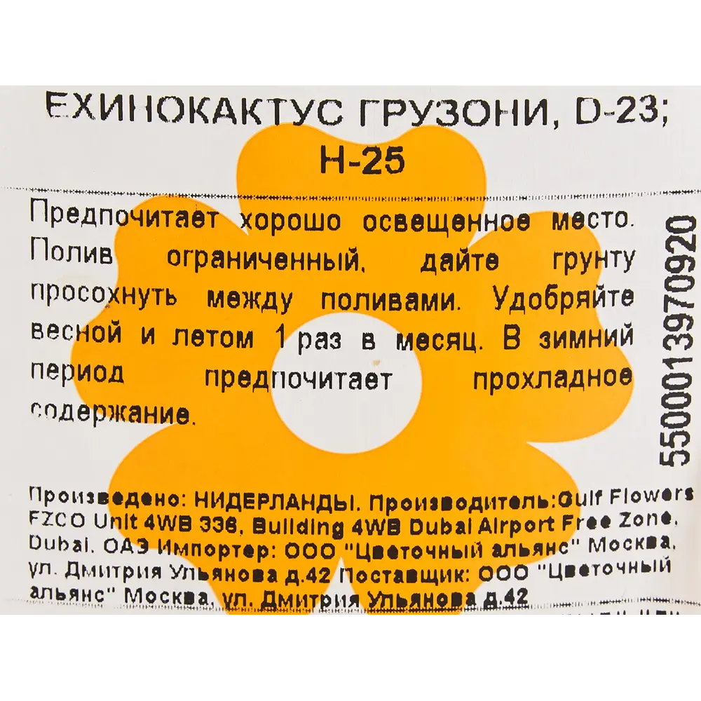 Эхинокактус Грузони 23x25 см 82850424 STLM-2146588 Santreyd  - Вид №2