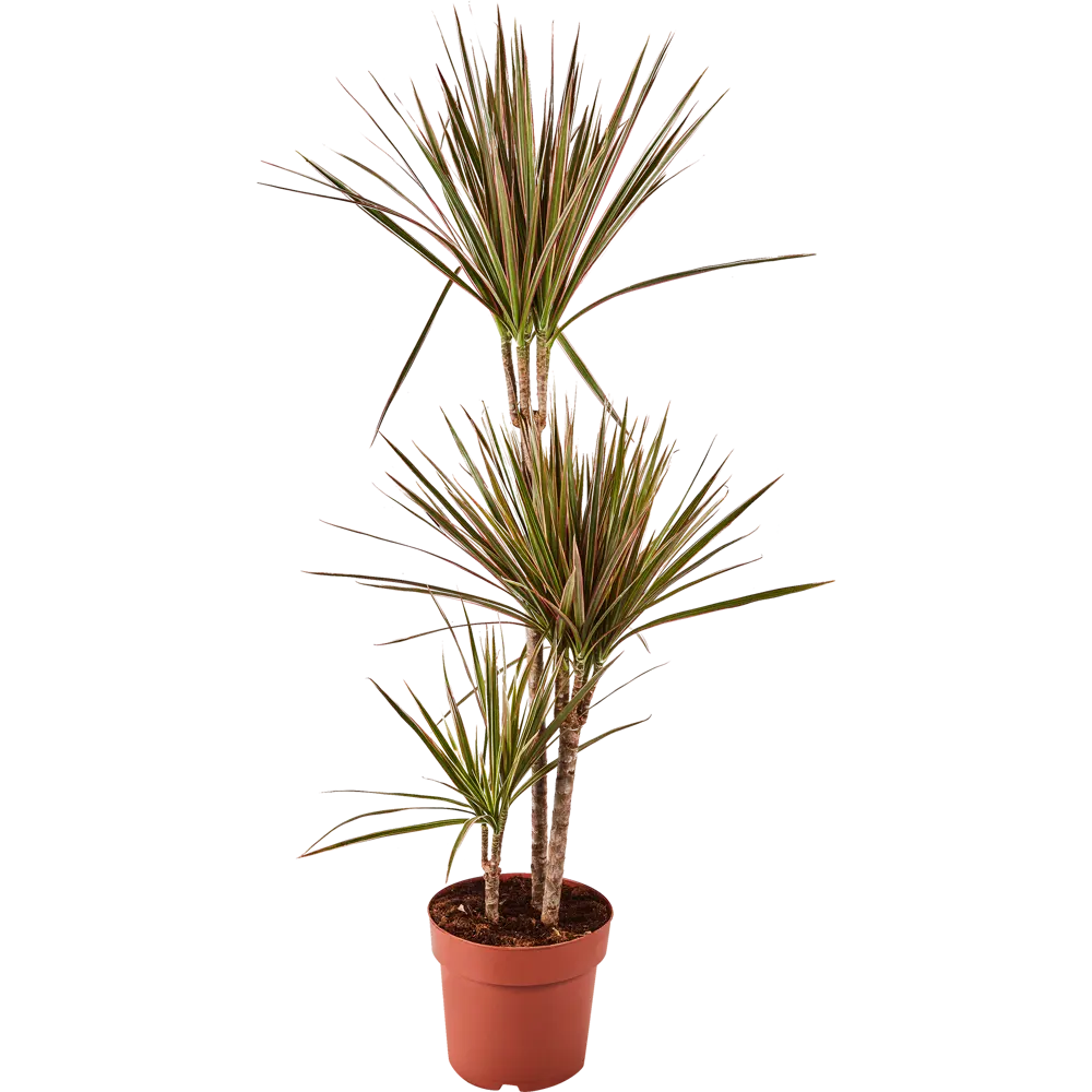 Santreyd Драцена Биколор — изящное комнатное растение с резными листьями 86728029 STLM-1544181 - Вид №1