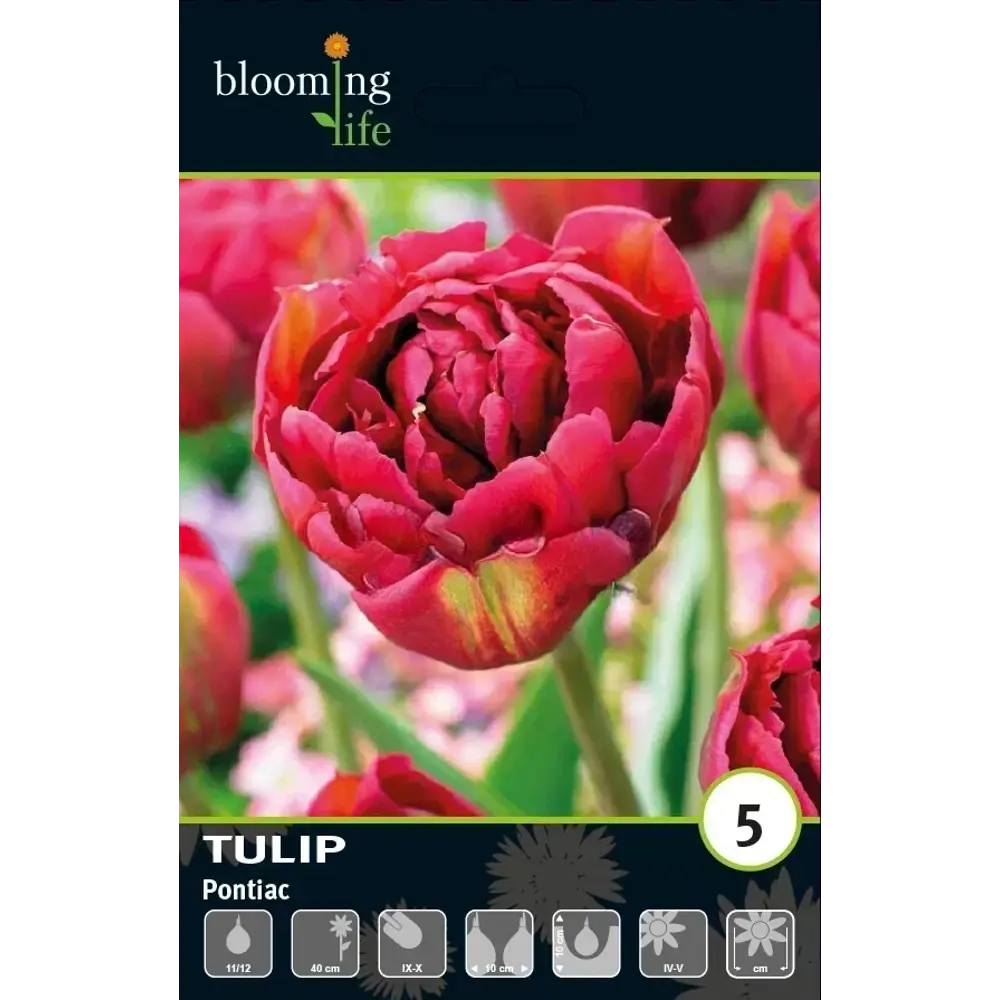 Луковицы тюльпана махрового раннего Понтиак 11/12 89433030 Santreyd STLM-1584105