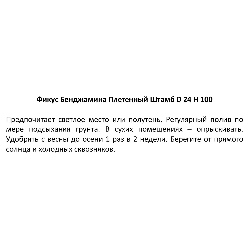 Фикус Бенджамина ø24 h100 см Росток 84586912 STLM-2011170 Santreyd  - Вид №2