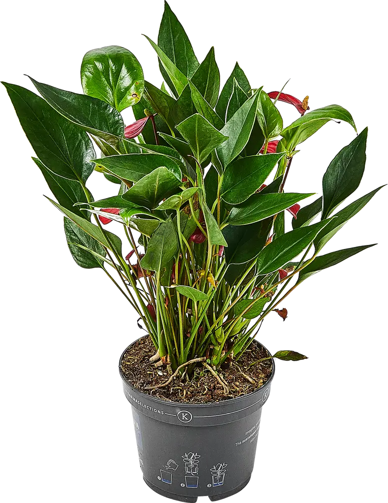 Santreyd Антуриум Миллион — вечнозеленое тропическое чудо 89356059