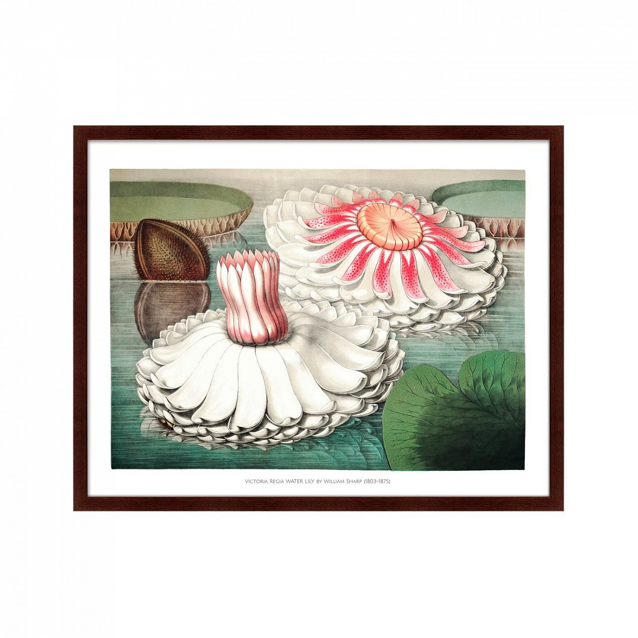 Картина в раме 78,5х100 см Water lily during bloom, 1870г. КАРТИНЫ В КВАРТИРУ  264208 Зеленый;коричневый;розовый;разноцветный  - Вид №1