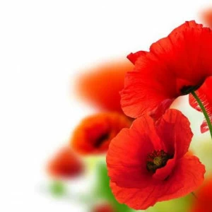 WP02563 Фотообои Verol Фотообои decoline 1х1 м