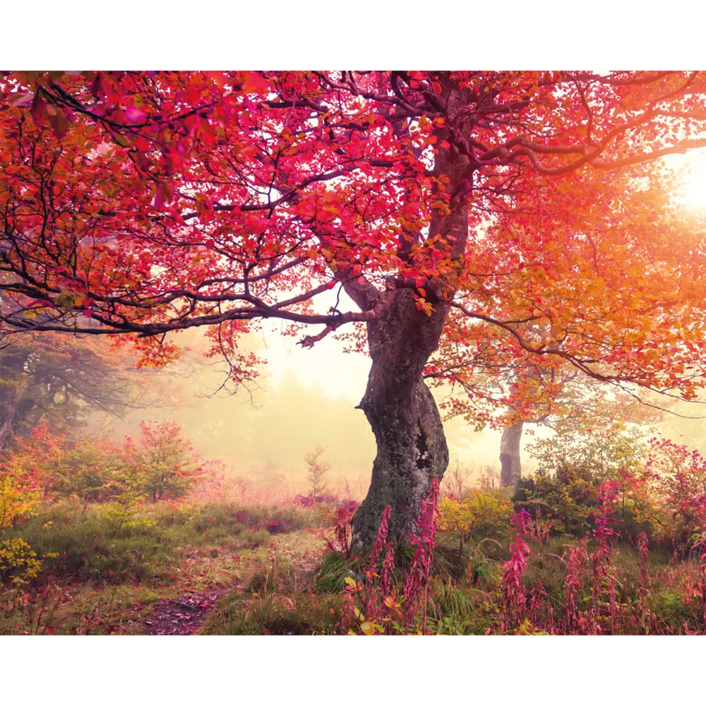 Картина на стекле Postermarket Красное дерево 40x50 см 87890639 STLM-2168344 