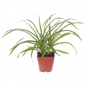 81954826 Лилейник С1 «Кримсон Пират»