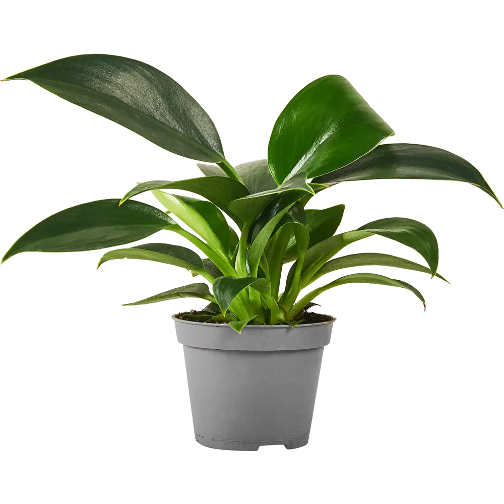 Филодендрон Вайт Мэже Santreyd - редкий сорт с бело-зелёными листьями 87819634 STLM-0075868 - Вид №1