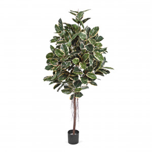 2000983189943 Фикус Эластика пестрый 180 см CARPET DECOR