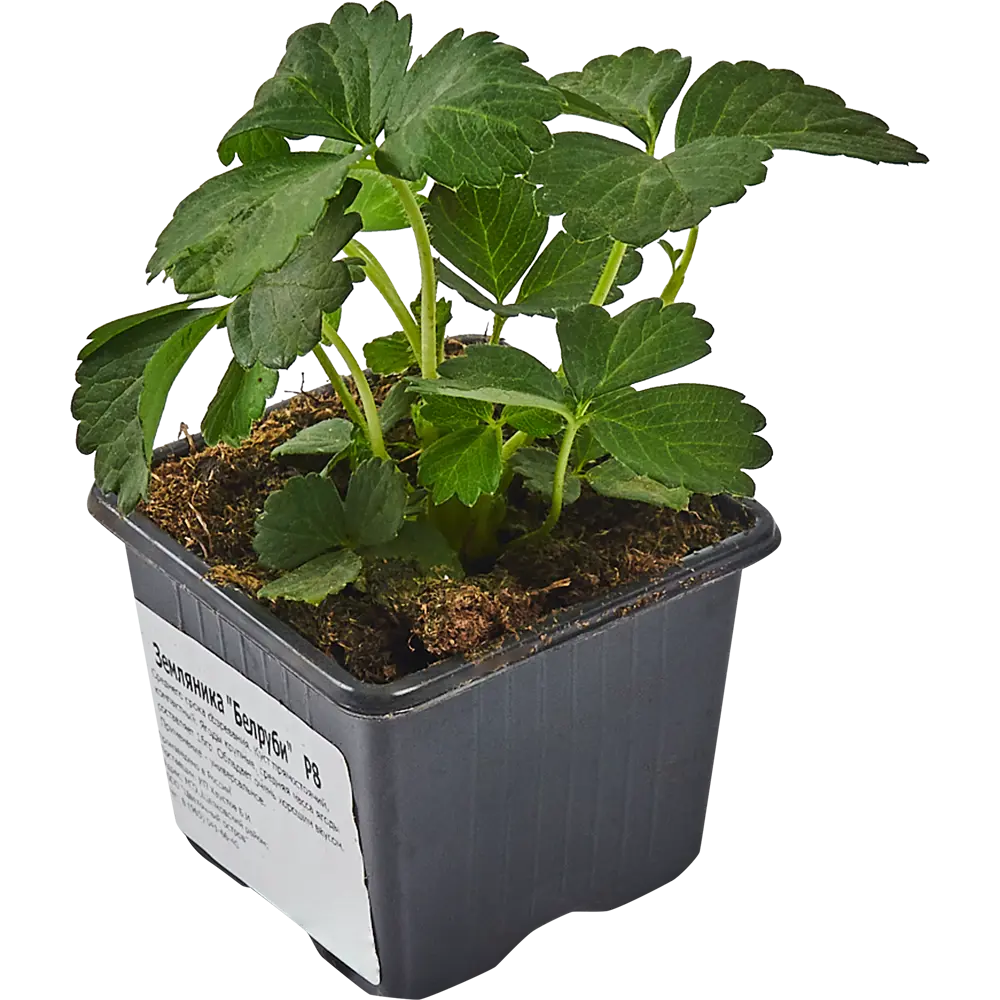 Земляника Белруби Santreyd - французский сорт для щедрого урожая 83597589 STLM-0966607