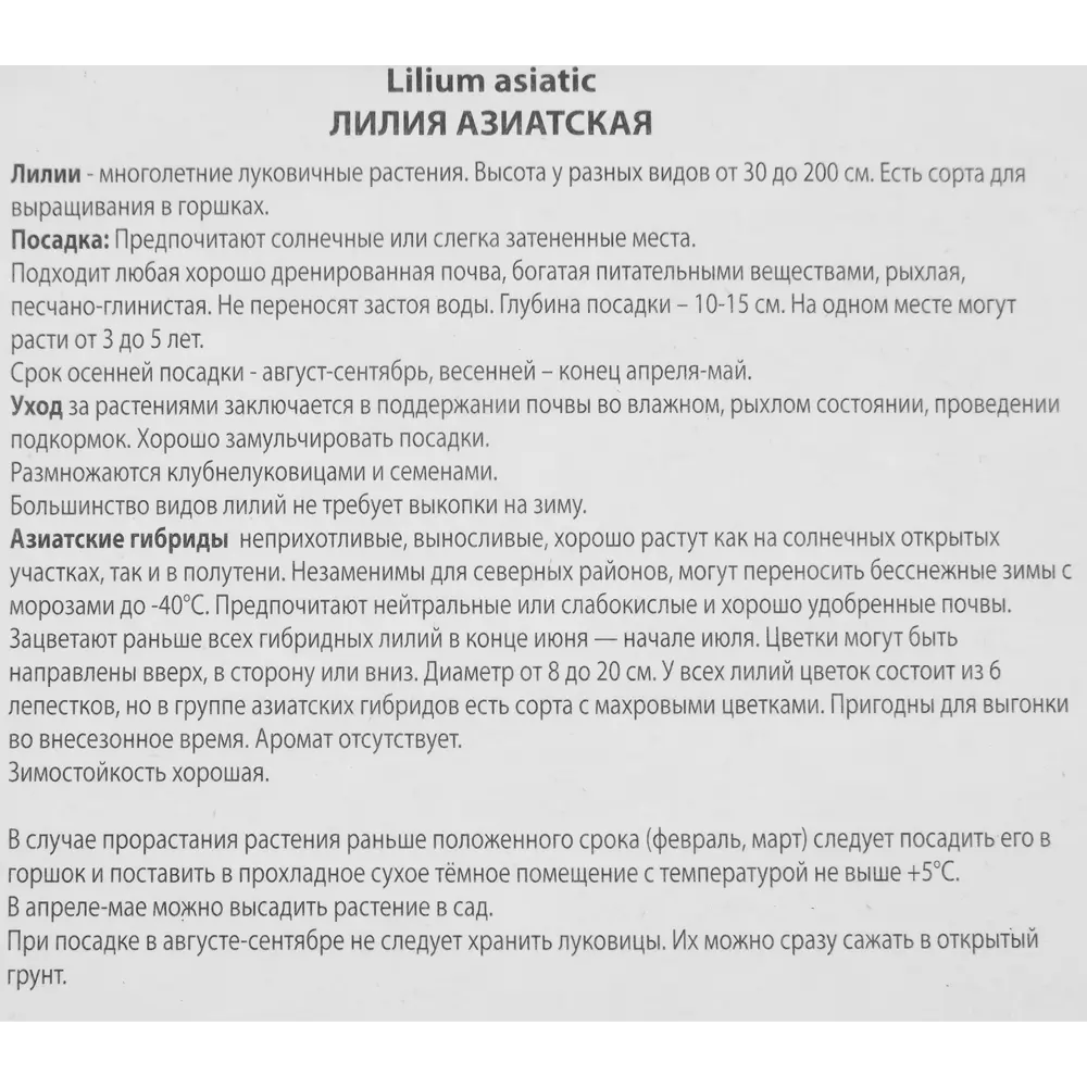 Лилия азиатская Розеллас дрим луковица 14/16 88294772 STLM-2126644 Santreyd  - Вид №2