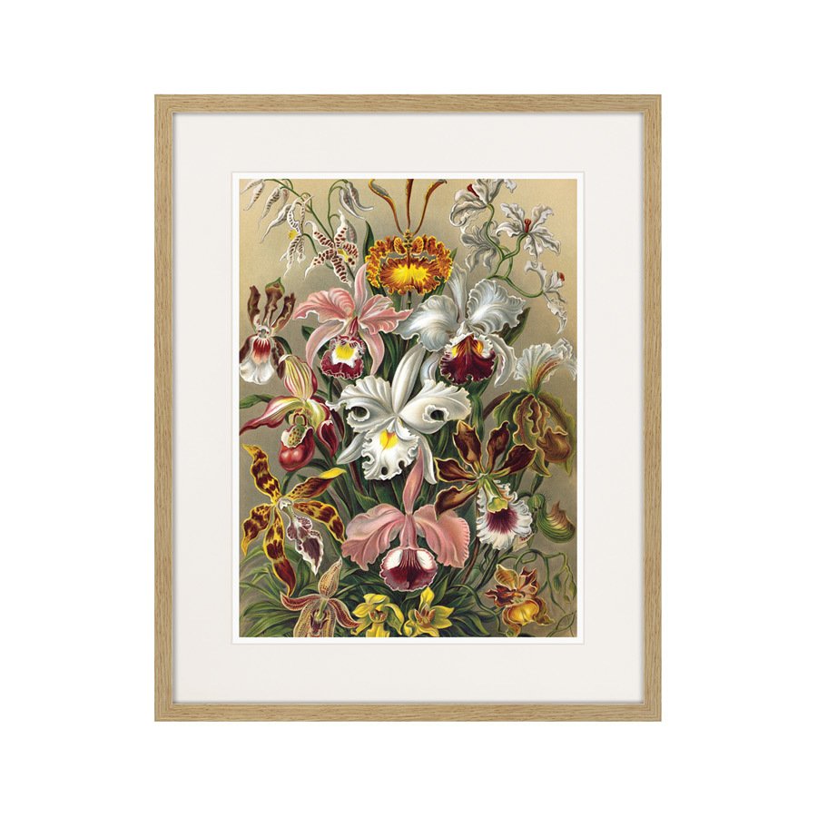 Литография на тонированной бумаге 52х42 см Art forms of nature №6, 1897г. КАРТИНЫ В КВАРТИРУ  264456 Белый;коричневый;разноцветный  - Вид №1