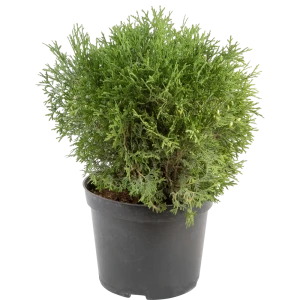 Туя западная «Литл Гиант» C7.5