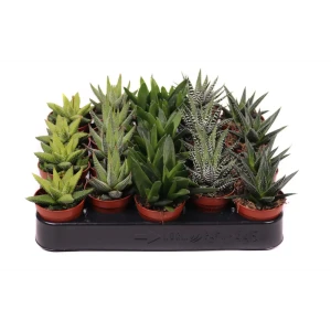 Santreyd Хавортия микс - суккулент для современного интерьера 89390767