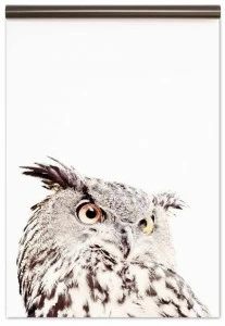 Groovy Magnets Магнитные обои Animal Mbp-127-o