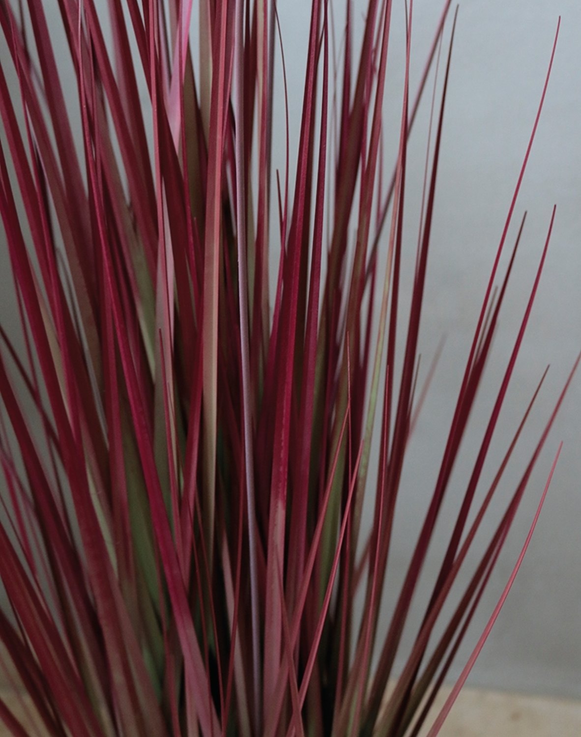 4868 498 a3 Искусственный пучок травы 'Chinese fountain grass' в горшке, 90 см, бордово-зеленый H-andreas  - Вид №14