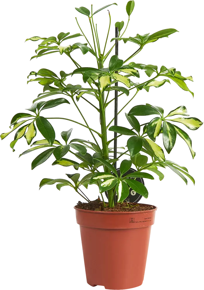 Santreyd Шеффлера Арборикола - вечнозеленая лиана для интерьера 85324856