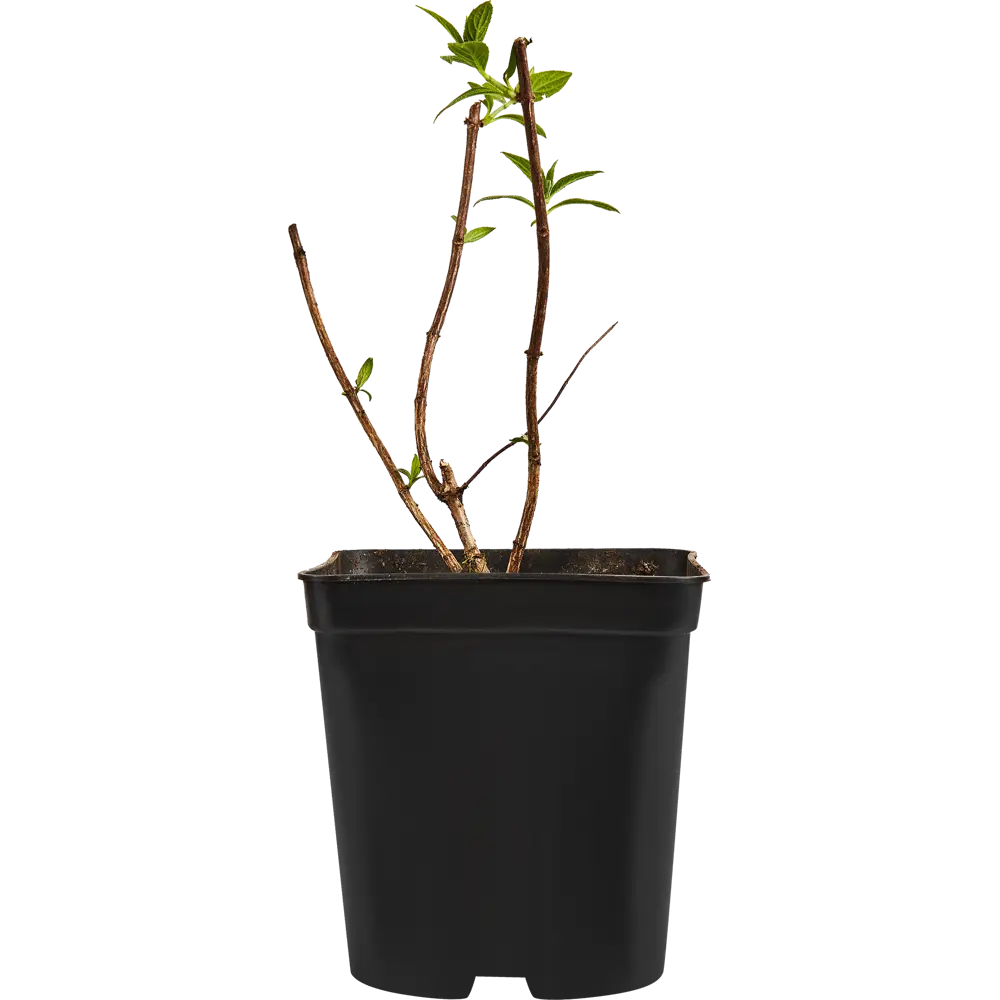 Гортензия метельчатая Саммер Лав ø15 h35 см 84832002 STLM-2132792 PLANTMARKET 