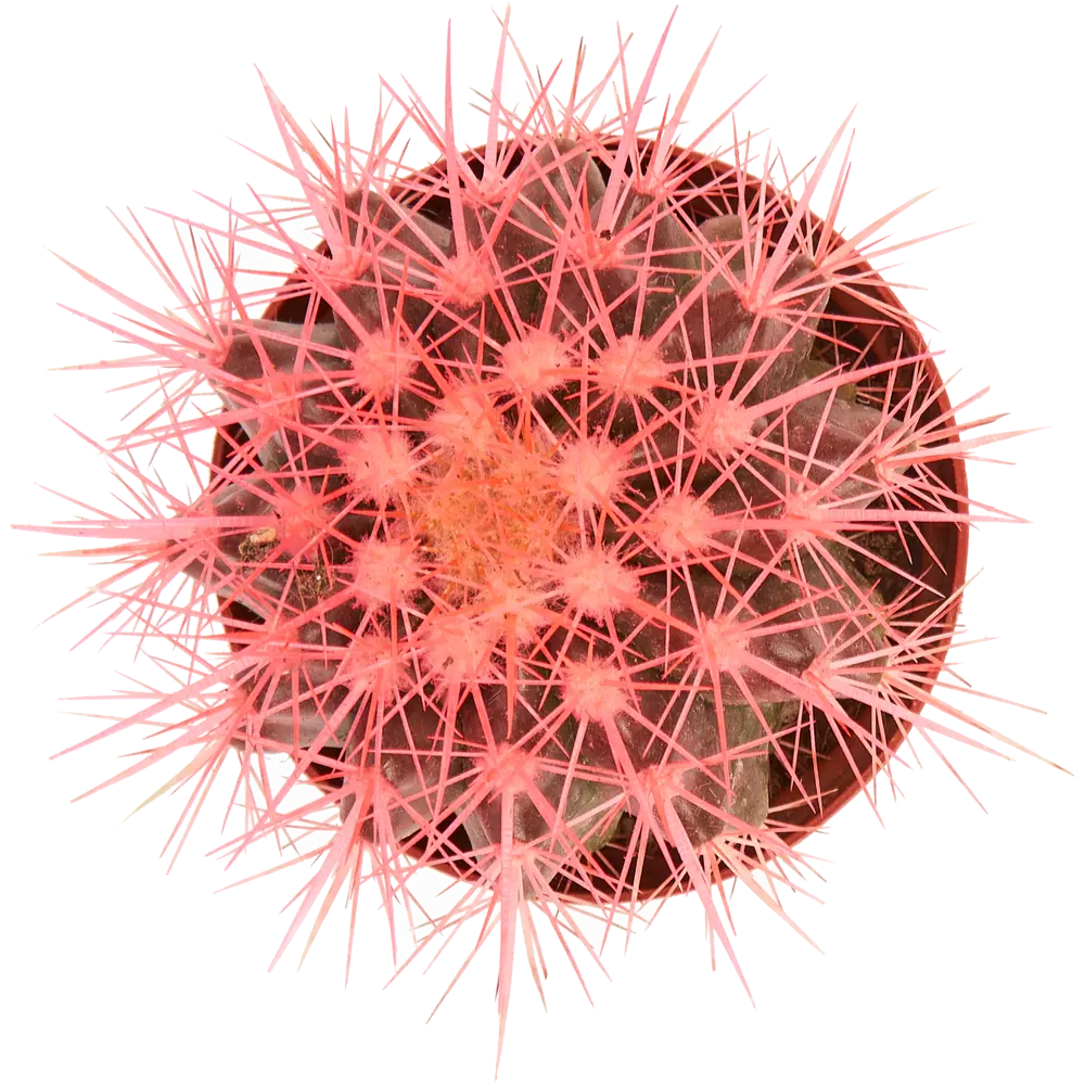 Santreyd Эхинокактус Радуга - живой шар с золотистыми шипами 83985983 STLM-0045813 - Вид №1