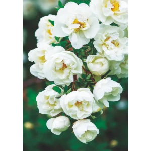 Фотообои Русская красавица бумажные, 140x200 см