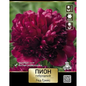 Пион гибридный Ред Грейс 89452332 STLM-2007057
