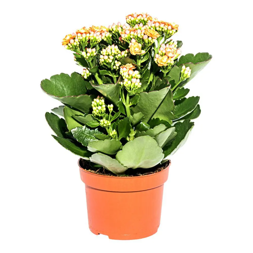 Каланхоэ Розалина ø10.5 h22 - 25 см 89444236 STLM-2115114 Santreyd 