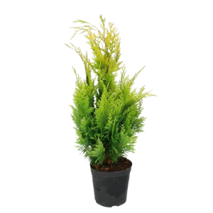 PLANTMARKET Кипарисовик Лавсона «Ивонне» - золотистый акцент для сада 84834147