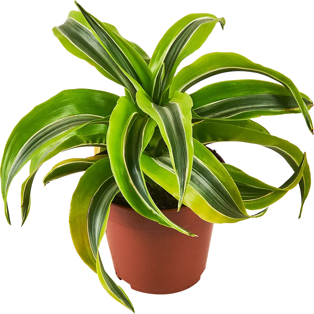 Santreyd Драцена - дерево счастья для вашего интерьера 87959807 STLM-0952346