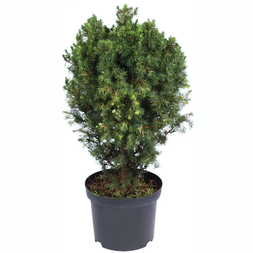 Ель канадская «Коника» C5, 60+ см 81969328 STLM-2039036 PLANTMARKET 