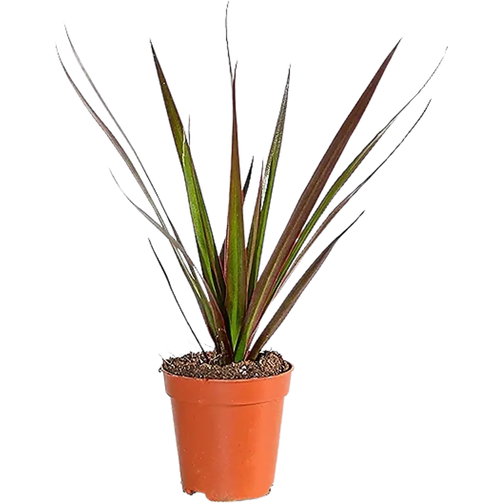 Santreyd Драцена Мини микс — изящное комнатное растение с ажурной листвой 87819516 STLM-0075865 - Вид №1