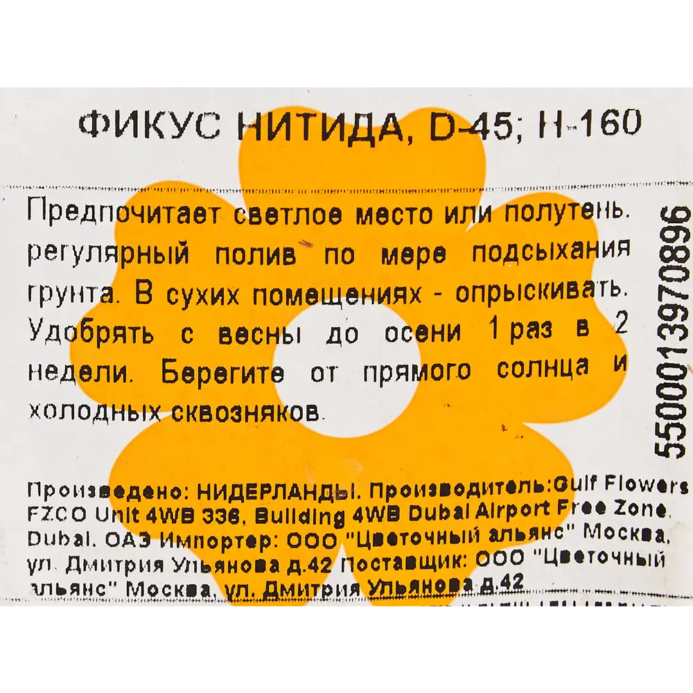 Фикус Нитида 45x160 см 82849690 STLM-2005188 Santreyd  - Вид №2