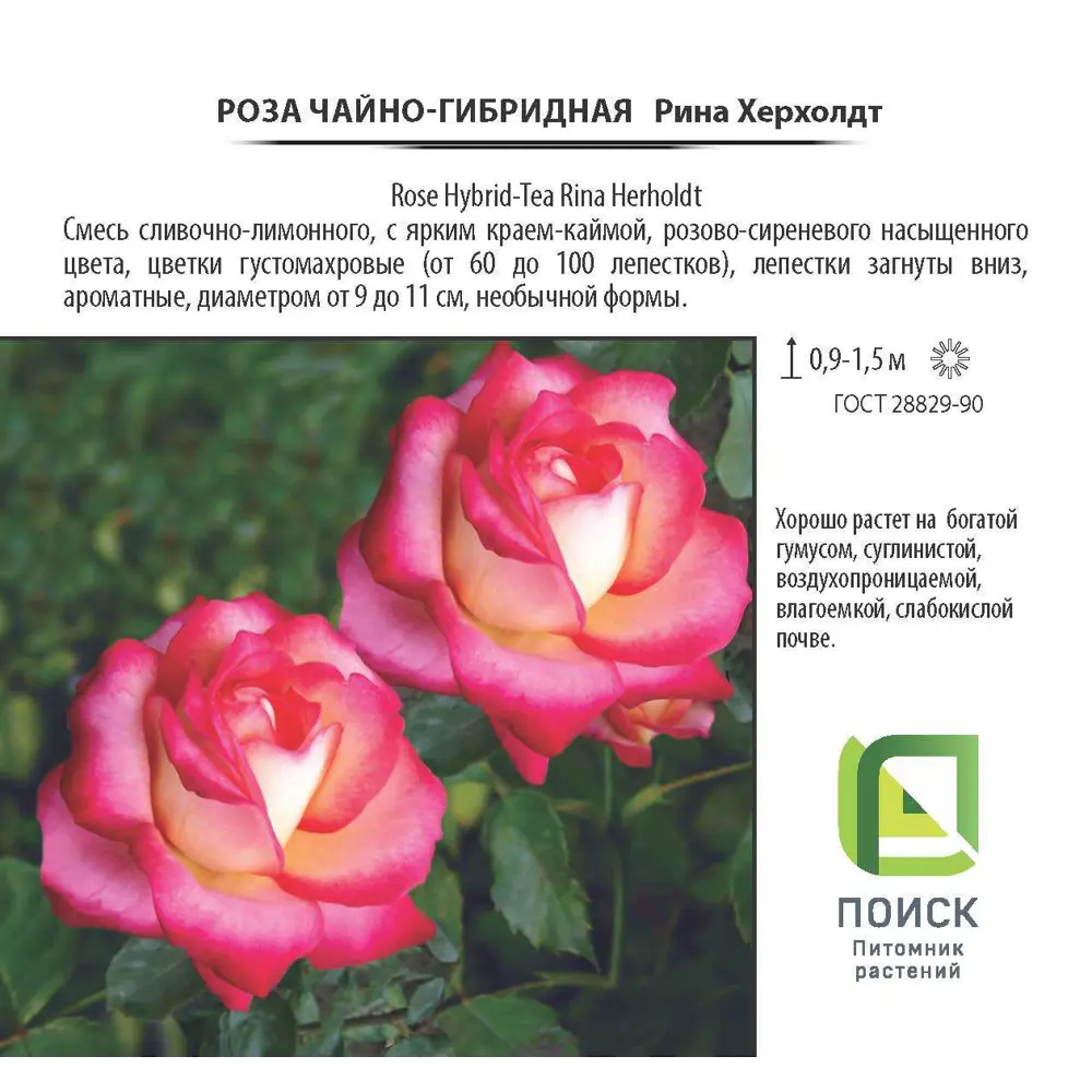 Роза чайно-гибридная «Рина Херхолдт», 3.5 л 18475098 STLM-2137951 Santreyd  - Вид №2