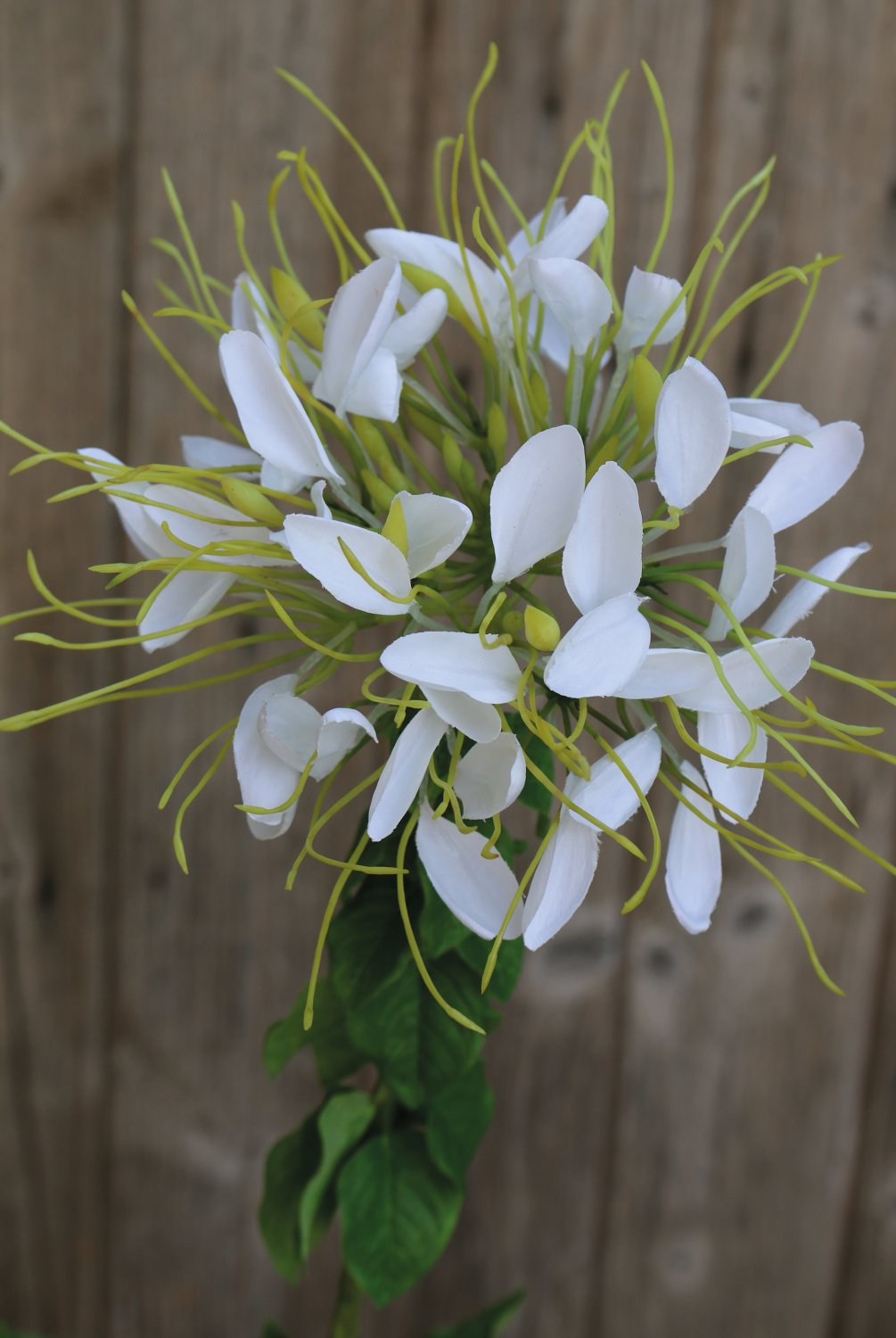 2758 778 a3 Искусственный цветок паука (клеом), 85 см, бежево-белый H-andreas  - Вид №2