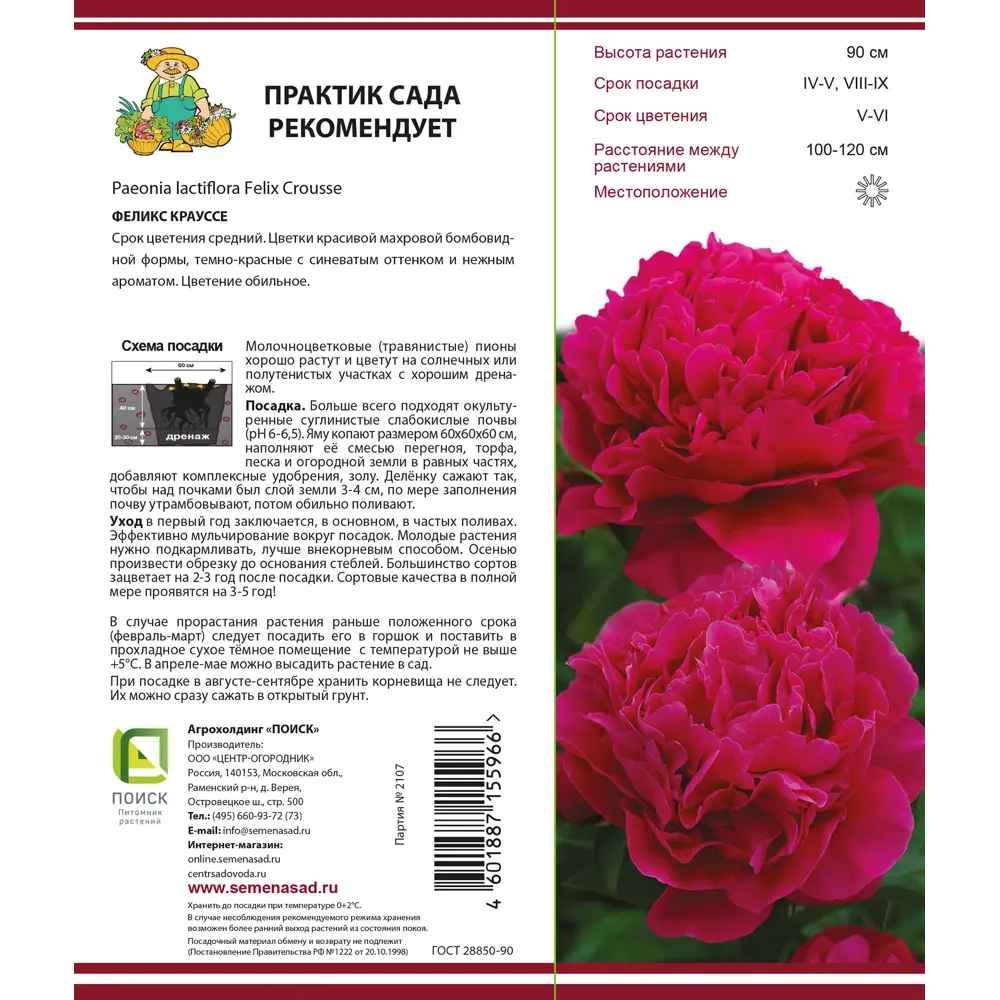 Пион молочноцветковый «Феликс Крауссе», высота 50 см, 1 шт. 82000239 STLM-2083309 Santreyd  - Вид №1