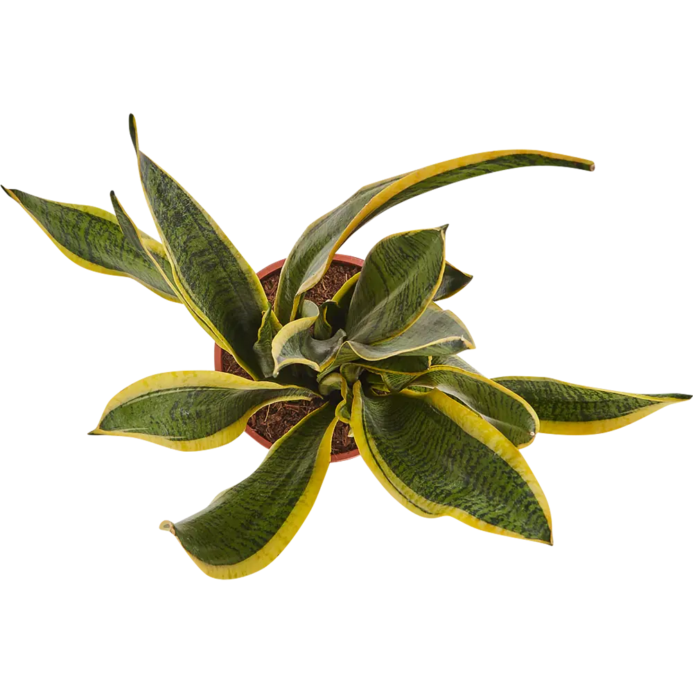 Santreyd Сансевиерия Лауренти - элегантное комнатное растение с желтой каймой 82877348 STLM-0963893 - Вид №1