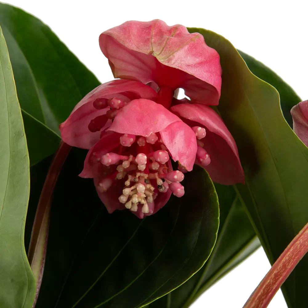 Santreyd Мединилла магнифика - тропическая роскошь для интерьера 82578942 STLM-0030496 - Вид №3