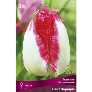 Тюльпан бахромчатый Свит Парадиз ПОИСК - нежно-розовый с клубничной каймой 89381350