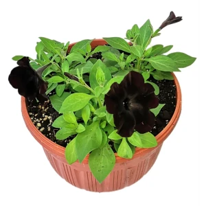 Петуния Софистика Блэкбери ø21 h10 см