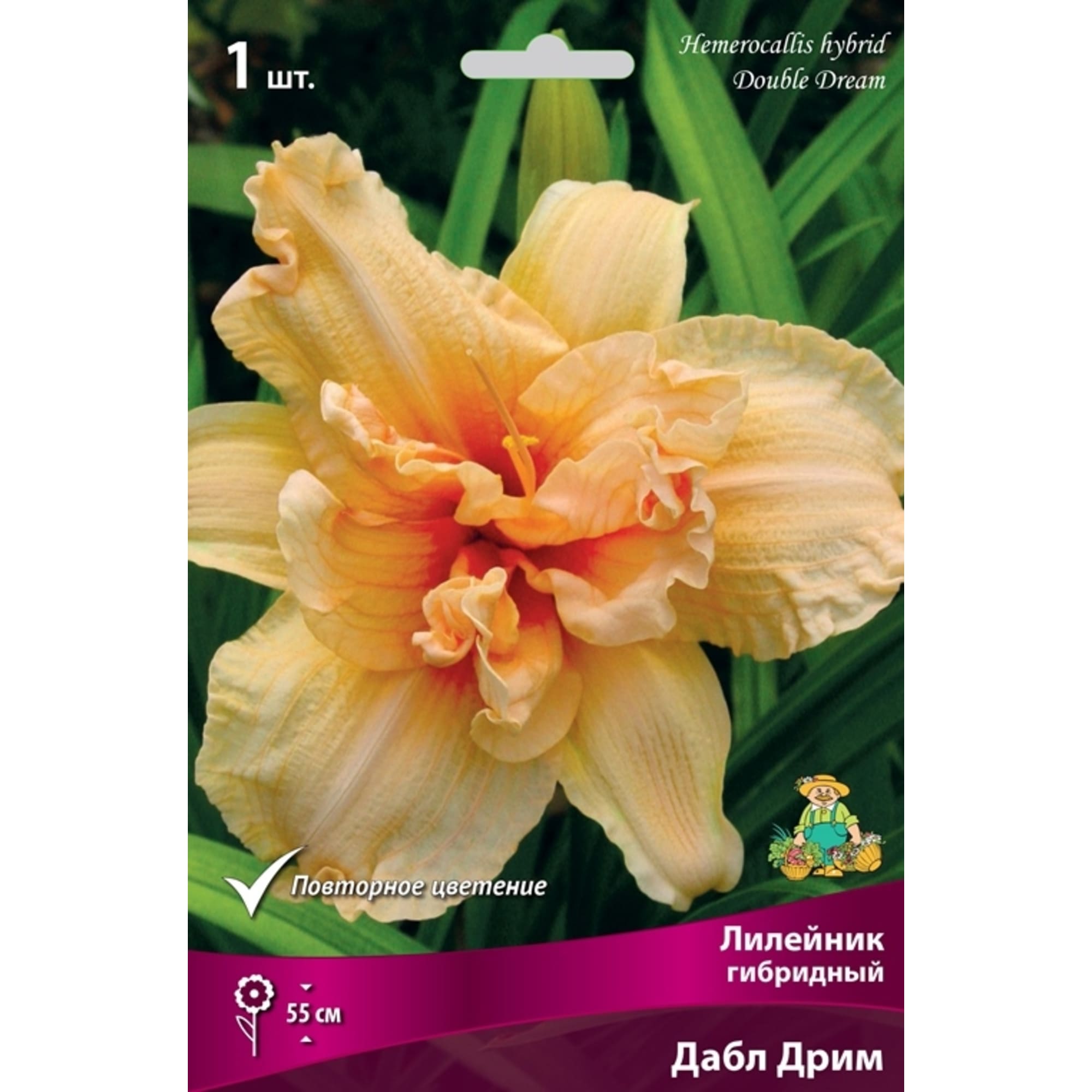 83597572 Лилейник гибридный Дабл Дрим луковица I Santreyd 